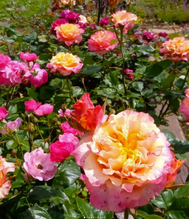色鮮やかに花が咲くガーデンの写真
